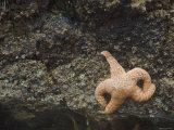 Orange Sea Star on Rock Wall Inner Tidal Zone, California Photographic Print