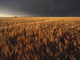 Summer Thunder Storm Approaches Wheat Field, Kansas Lámina fotográfica por Brimberg & Coulson Summer Thunder Storm Approaches Wheat Field, Kansas Lámina fotográfica por Brimberg & Coulson
