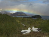 Rainbow and Wandering Albatross Nest Site, Prion Island, South Georgia Photographic Print by Ralph Lee Hopkins