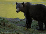Solitary Brown Bear Along Salmon Stream, Alaska Photographie par Ralph Lee Hopkins