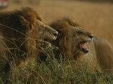 Pair of Snarling Male African Lions 写真プリント - マイケル・ニコルズ Pair of Snarling Male African Lions 写真プリント - マイケル・ニコルズ