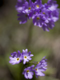 Macro Image of Purple Flowers in a Chinese Forest, Shennongjia, China Photographie par David Evans