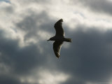 Seagull with Outstretched Wings Soars against a Cloudy Sky, Groton, Connecticut Photographic Print by Todd Gipstein