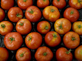Native Tomatoes at an Outdoor Market in New York City Photographic Print by Todd Gipstein