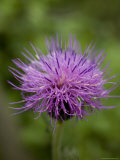 Macro Image of Purple Chinese Wildflower, Jingshan, China Photographie par David Evans