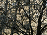 Trees in Blossom in New York City, United States Photographic Print by Brimberg & Coulson 