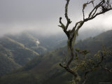 Moss Covered Tree and Bromelia above Andean Cloud Forest in Venezuela Photographie par David Evans