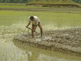 Nepali Farmer Prepares Paddy for Planting Rice During Early Monsoon Photographie par Gordon Wiltsie