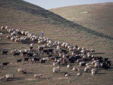 Sheep in the Judean Desert Outside Jerusalem, Israel Photographic Print by Richard Nowitz