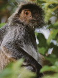 Portrait of a Silvered-Leaf Monkey, Borneo Photographic Print by Mattias Klum