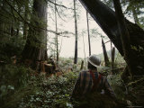Logger Sets the Angle of the Fall for an Ancient Red Cedar Photographic Print by James P. Blair