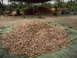 Large Pile of Cacao Beans Already Cleaned of their Pulp Photographic Print by James L. Stanfield