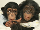 Portrait of Two Young Laboratory Chimps Used in Aids Research Fotografisk tryk af Steve Winter Portrait of Two Young Laboratory Chimps Used in Aids Research Fotografisk tryk af Steve Winter