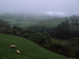 Pigs Forage on a Foggy Santa Maria Island Hillside Photographie par James L. Stanfield