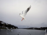 Seagulls Flying for Bread During a Cold Winter in Copenhagen, Denmark Photographic Print by Brimberg & Coulson 