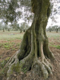 Old Olive Tree in an Orchard in Provence, France Photographie par Stephen Sharnoff
