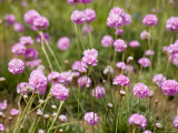 Purple Flowers in a Field Photographie par David Evans