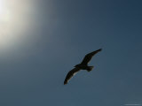Seagull Soars against a Sunlit Blue Sky Photographic Print by Todd Gipstein