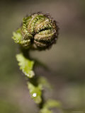 Macro Image of New Fern Leaf About to Unroll Itself in Chinese Forest, Shennongjia, China Photographie par David Evans