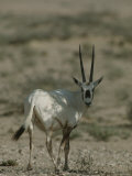 Portrait of an Arabian Oryx Photographic Print by James L. Stanfield