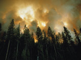 Lodgepole Pines against a Background of Fire Photographie par Jonathan Blair