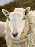 Portrait of a Sheep with Ear Tag, Pennsylvania Fotografie-Druck von Tim Laman
