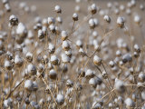 Snow Covering Wildflowers in Winter Flagstaff, Arizona Photographie par John Burcham