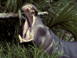 The Gaping and Deadly Jaws of a Yawning Pygmy Hippopotamus, Melbourne Zoo, Australia Photographie par Jason Edwards