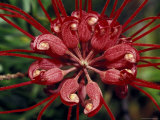 Startling Bright Red Grevillea Flower Petals, Pollen and Stamen, North Carlton, Australia Photographie par Jason Edwards