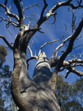 The Knarled Branches of a Dead Stag Red River Gum Eucalypt Tree, Australia Photographie par Jason Edwards