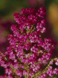 The Vivid Bright Pink Flowers of the Erica Shrub, A Native Heath, Jamieson, Australia Photographie par Jason Edwards