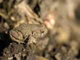 Toad Blends in to its Surroundings in Grand Island, Nebraska Photographie par Joel Sartore