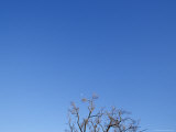 The Canopy of a Dead Tree against a Vast Blue Sky at Early Morning, North Carlton, Australia Photographie par Jason Edwards