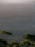 The Canopy of a Vast Eucalypt Forest at Sunset on a Summers Day, Australia Photographie par Jason Edwards