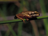 Southern Brown Tree Froglet Perched on a Grass Reed over a Pond, Australia Photographie par Jason Edwards