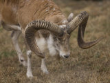 Transcaspian Urial at the Rolling Hills Zoo Photographic Print by Joel Sartore
