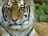 Siberian Tiger at the Henry Doorly Zoo in Omaha, Nebraska Photographic Print by Joel Sartore