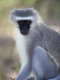 Vervet Monkey in the Sun, South Africa Photographic Print by Bill Hatcher