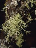 Tentacles of Green Hairy Moss Growing on a Dead Tree Branch, Jamieson, Australia Photographie par Jason Edwards