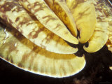 The Golden Yellow and Brown Marking of a Giant Cuttlefish's Tentacles, Australia Photographie par Jason Edwards