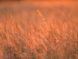 The Setting Sun Catches Prairie Grasses at Dusk Photographie par Joel Sartore