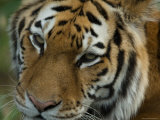 Siberian Tiger at the Sunset Zoo, Kansas Photographic Print by Joel Sartore