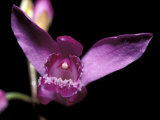 The Bright Pink Petals of the Bletilla Striata Orchid, Melbourne Zoo, Australia Photographie par Jason Edwards