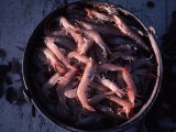 Shrimp in a Bucket on a Boat Off Key West, Florida Fotografisk trykk av Ira Block