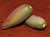 The Aboriginal Desert Bush Tucker Food, The Bush Banana, Alice Spring Desert Park, Australia Photographic Print by Jason Edwards