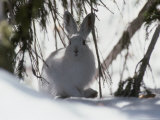 Snowshoe Hare Pauses under a Fur Tree in the Snow, Colorado Photographic Print by Kate Thompson