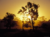 The Silhouettes of Trees in a Golden Sunset in a Dusty Drought Haze, Australia Photographie par Jason Edwards