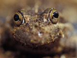 Smiling Eastern Banjo Frog, Four-Bob Frog, Limnodynastes Dumerilii, Australia Photographie par Jason Edwards