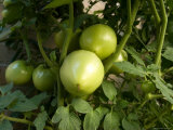 Tomato Plants in a Nebraska Garden Photographic Print by Joel Sartore