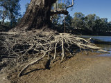 The Eroded Exposed Roots of a River Red Gum Eucalypt Tree on a River, Australia Photographie par Jason Edwards